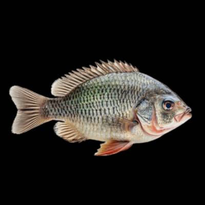 Company of Testers Logo