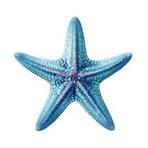 Star Fish