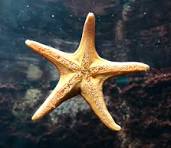 Star Fish