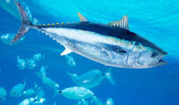 Tuna Fish
