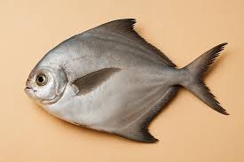 Pomfret