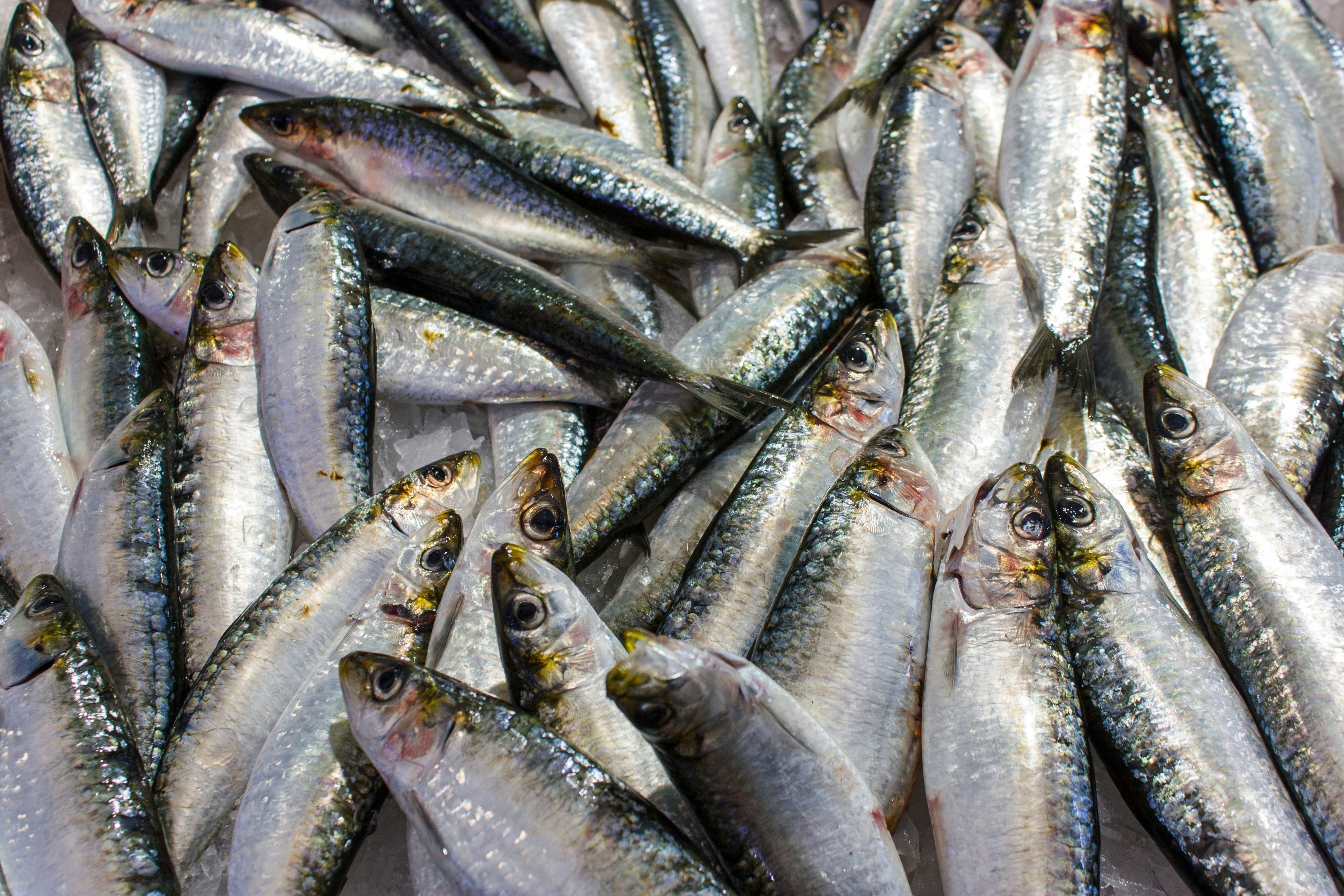 Mackerel