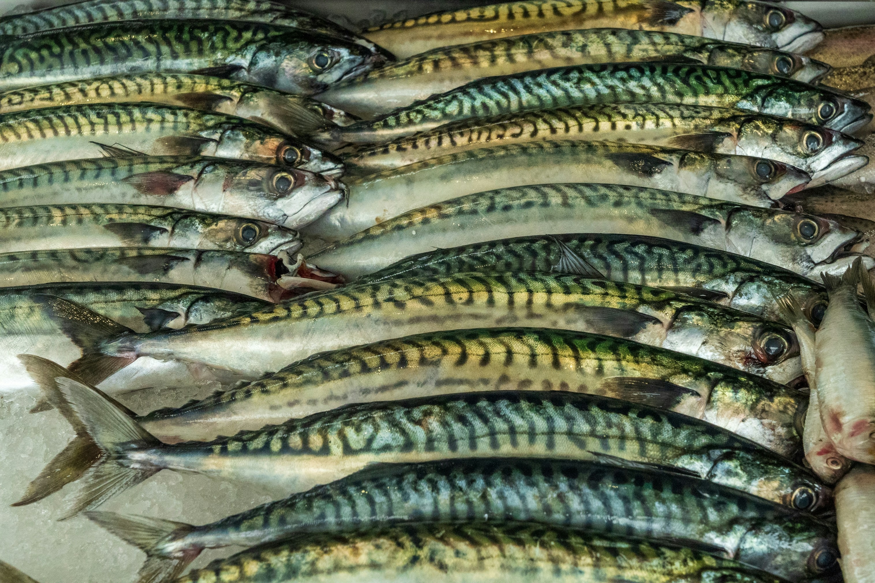 Mackerel